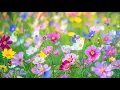 Download Lagu Kalmerende muziek voor zenuwen 🌿 helende muziek voor hart en bloedvaten