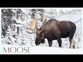 Moose in the Wild Nature s Northern Giants Revealed - 4K WILDLIFE DOCUMENTARY 2024