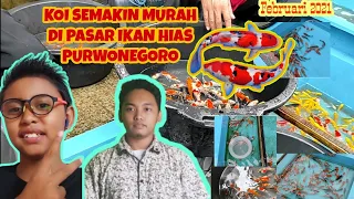 Download Review Harga Koi Pasar Ikan Hias Purwonegoro di Februari 21 - Waow semakin murah harganya 🎉💯 MP3