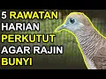 Download Lagu 5 RAWATAN HARIAN PERKUTUT AGAR RAJIN BUNYI