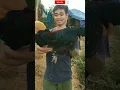 Download Lagu Ayam hutan kalimantan hasil jerat  #fypシ #shortsvideo