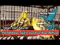 Download Lagu Sirtu (CIPO) Anakan JANTAN dan BETINA