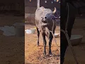 Download Lagu Big Holstein and black cow Moo sound#cow video#cow videos#animal sound#cow sound