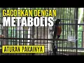 Download Lagu Menggacorkan Murai Batu Dengan Metabolis