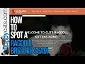 How to Spot a Kitten Scam Online Ragdoll Kitten Scams