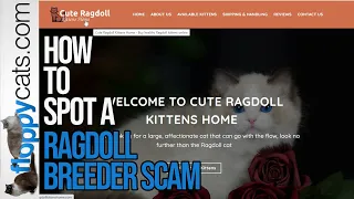 How to Spot a Kitten Scam Online Ragdoll Kitten Scams