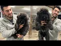 Bouvier des Flandres Puppy Training - Week 1 Puppy Head Start Program