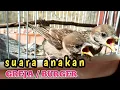Lagu suara anakan burung greja minta makan