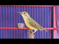 Download Lagu Suara Kolibri Kelapa Betina Untuk Pikat Kolibri Jantan