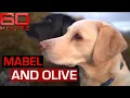 A walk through the Scottish Highlands with Mabel Olive and Andrew Cotter 60 Minutes Australia