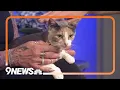 Petline9 This beautiful mama cat is ready for her forever home