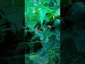 Download Lagu Relaksasi Total! 10 Jam Suara Alam: Hutan, Burung, Sungai Bikin Tenang