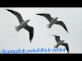 Download Lagu Akashathile pakshikale nokku.....