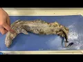 mink dissection project
