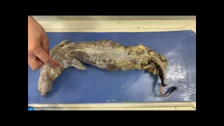 mink dissection project