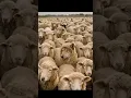 Download Lagu NYATA ADANYA SERIGALA BERBULU DOMBA #shaunthesheep #wolf