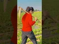 Download Lagu Billa Sonipat Ala || Ashiq || Shorts Video || #shorts
