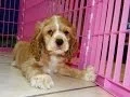 Cocker Spaniel Puppies Dogs For Sale In Birmingham Alabama AL 19Breeders Huntsville Dothan