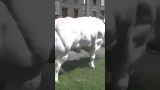 اكبر عجل ف العالم التور البلجيكي الازرق لو شفته فالعيد لازم تجرى 