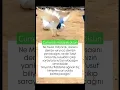 Download Lagu #cuma #cumavideolarıdualı #cumavideolariilahili #cumamesajlarısesli #duaislamicvoice #duavloging