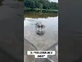 Huge Alligator swims up close to me
