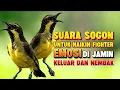 Lagu Suara terapi sogon gacor untuk melatih mental fighter #sogonnembak #sogon 