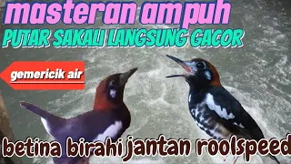 Download pancingan Anis kembang agar cepat gacor || terapi Anis kembang dengan suara air mengalir MP3