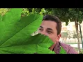 Ahmed Hosny "Zorouny kol Sana Marra"