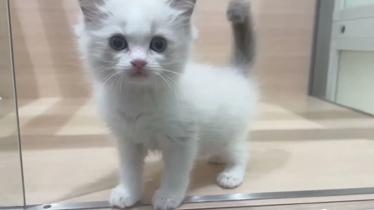 動画