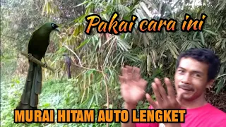 Download Cara Mikat Murai Papua/Murai Hitam Menggunakan Mp3 Dan Pulut MP3