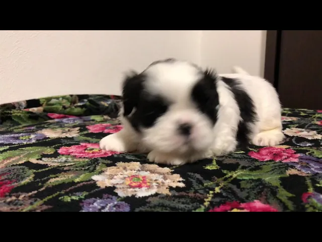 動画