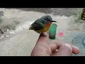 Si mungil bernyali  besar ,Burung Kolibri Wulung