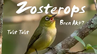 masteran pleci tulit tulit bren ak47 