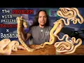 The LAST I will EVER make on the Banana or Coral Glow Ball Python