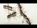 Asian needle ant population expanding in NC what you need to know