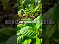 Download Lagu Unlocking the Benefits of Sweet Basil