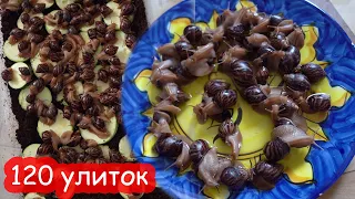 120 улиток у нас дома