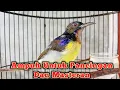 Download Lagu kolibri kelapa | wiceh | manggar | suara korlap gacor ampuh untuk pancingan dan masteran