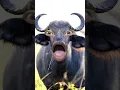 Download Lagu amba voice funny buffalo vs funny voice #funny #shorts #vfx #youtubeshorts #cartoon