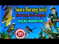 Download Lagu Suara kicau burung kecil sang burung sapu jagat ampuh memikat