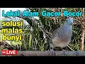 Download Lagu Perkutut Lokal Gacor di alam bebas iramanya BIKIN CEPAT NYAUT SEMUA