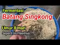 Download Lagu SEPERTI INI HASIL.... Fermentasi Batang Singkong umur 8 hari untuk pakan ternak kambing domba