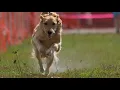 My Dog Runs 25 mph In A 100 Yard Dash - AKC Fast Cat