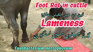lameness in cow and buffalo treatment foot rot treatment and diagnosis in cattle and buffalo