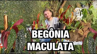 TUDO SOBRE A BEGÔNIA MACULATA - CULTIVO, REGA, ADUBAÇÃO E PROPAGAÇÃO