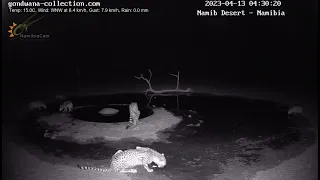will the jackal survive the cheetahs