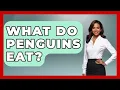 What Do Penguins Eat - The Marine Life Explorer