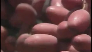 النخله دندنها