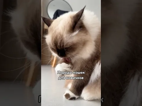 Породы котов для начинающих ❤️