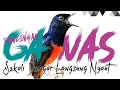 Download Lagu Pancingan murai batu pagi sore dengan materi mewah seperti cililin,kenari,kapas tembak dll.